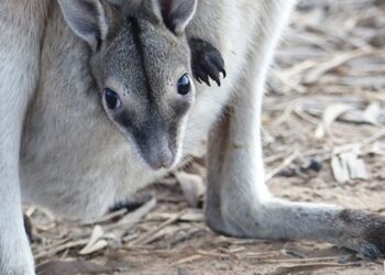 A bridled nailtail wallaby joey is vulnerable until it grows from 'football size' to 'medicine ball' size. Photo: Alexandra Ross/UNSW