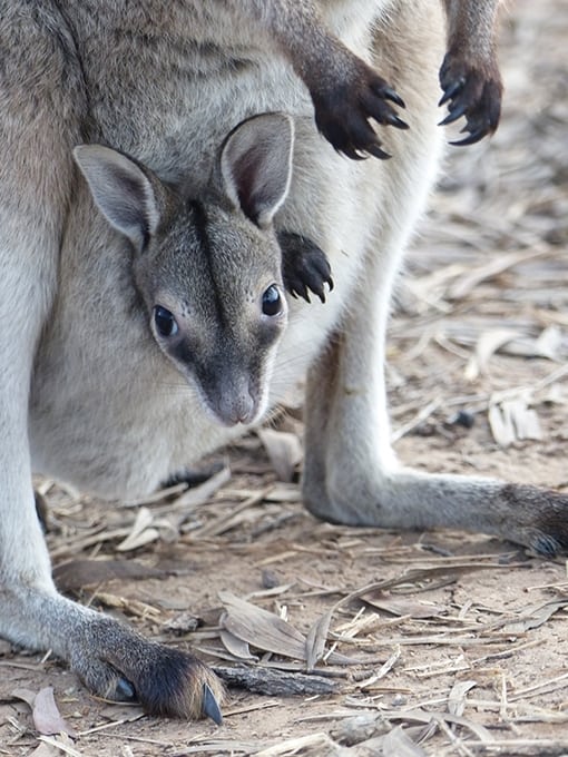 A bridled nailtail wallaby joey is vulnerable until it grows from 'football size' to 'medicine ball' size. Photo: Alexandra Ross/UNSW