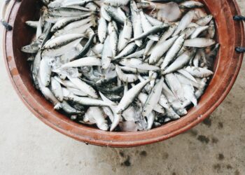 Photo by Zeshalyn Capindo on Unsplash