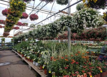 Photo by Sigmund on Unsplash