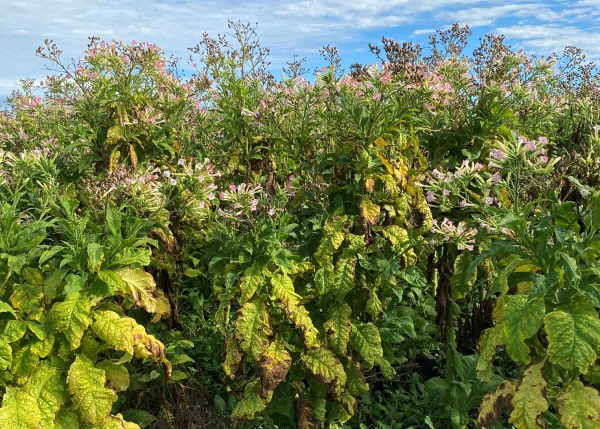 Photo credit: Australian Taxation Office