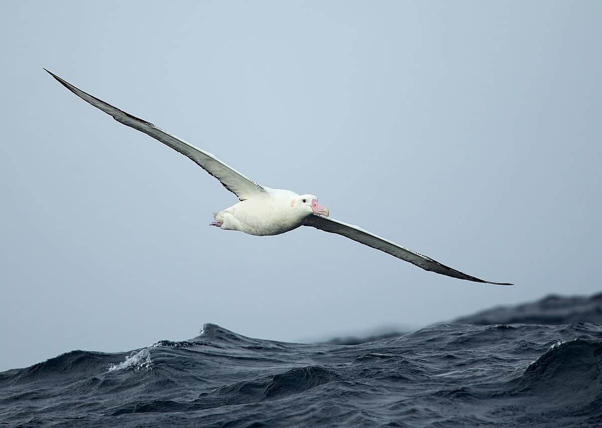 A Gibson's albatross (Diomedea antipodensis gibsoni) photographed East of the Tasman Peninsula. Photo credit: JJ Harrison via Wikimedia Commons