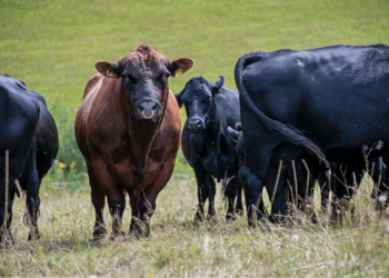 Photo by Etienne Girardet on Unsplash