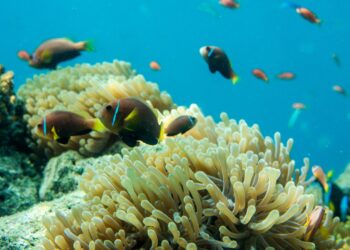 Photo by Ishan @seefromthesky on Unsplash