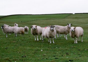 Photo by Jakob Cotton on Unsplash