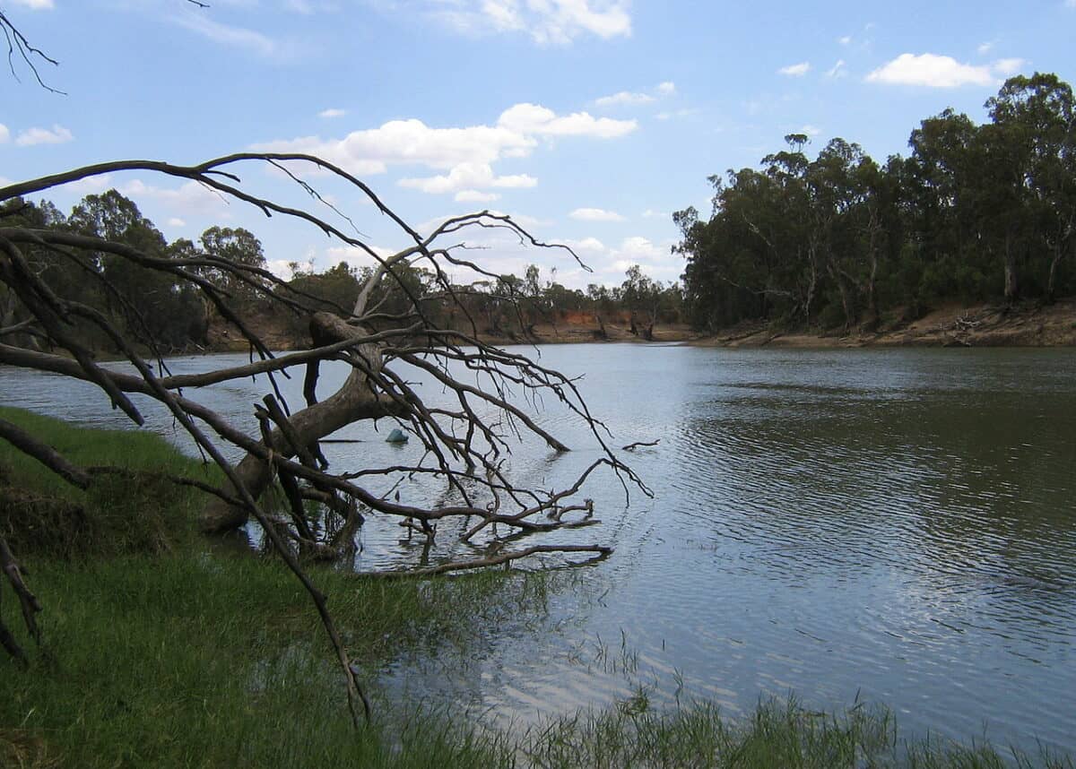 Murray River. Photo credit: Scott Davis via Wikipedia