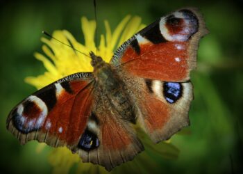 Photo by Anne Nygård on Unsplash