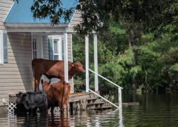 Photo by Jo-Anne McArthur on Unsplash