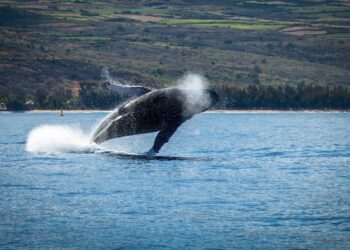 Photo by Rémi Boudousquié on Unsplash