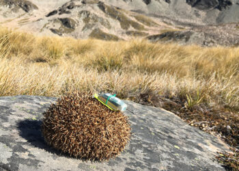 An alpine hedgehog fitted with a ‘backpack’ and GPS. Photo credit: University of Otago