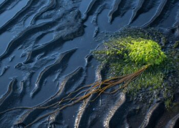 Photo by ruedi häberli on Unsplash