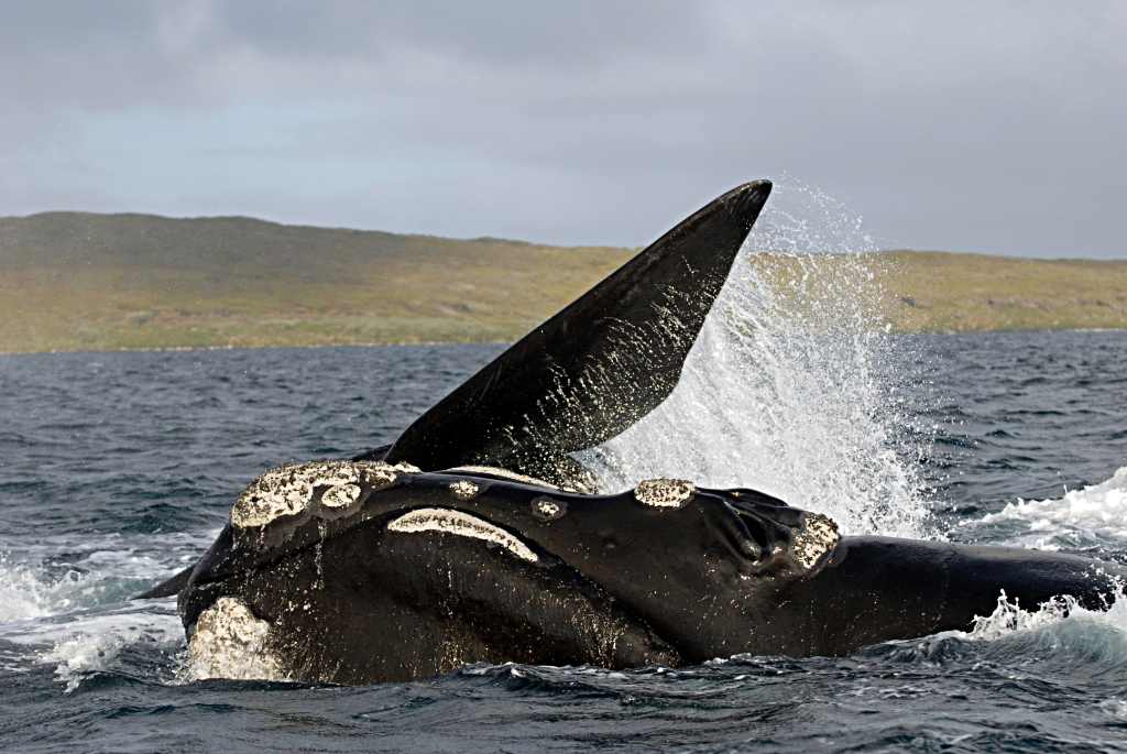 A migrating southern right whale off the coast of New Zealand. Photo credit: Oregon State University via Wikipedia