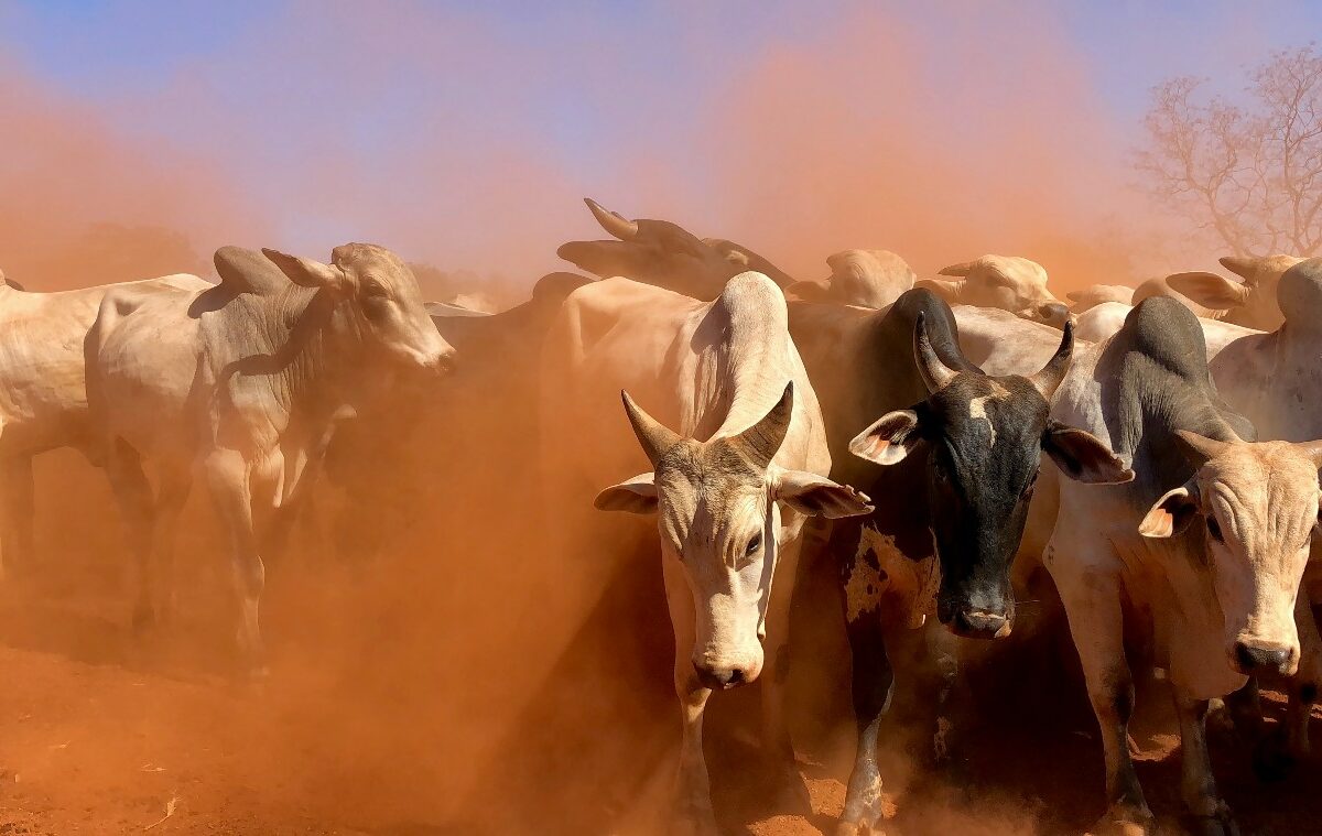 Photo by Juliana Amorim on Unsplash