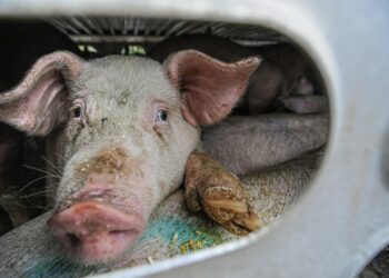 Photo by Jo-Anne McArthur on Unsplash