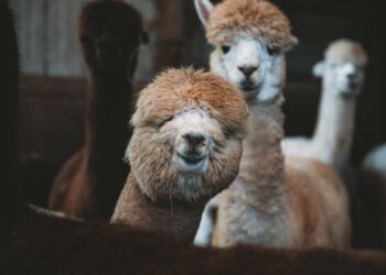 Photo by Edgar MORAN on Unsplash