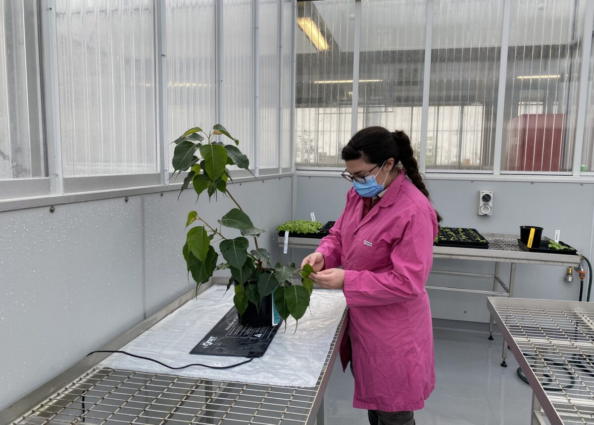 The sacred plant being checked while in quarantine in Melbourne. Photo credit: Department of Agriculture, Water and the Environment