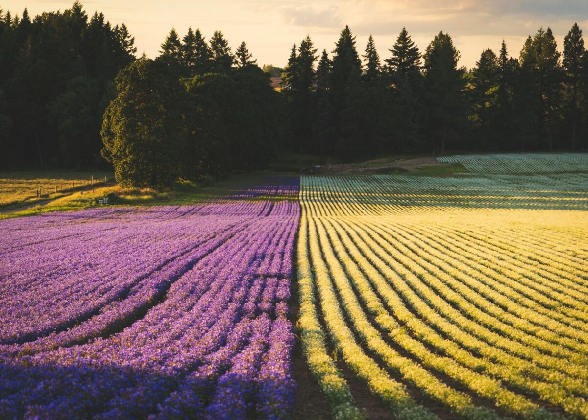 Photo by Dan Meyers on Unsplash