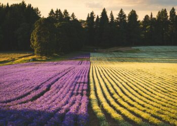 Photo by Dan Meyers on Unsplash