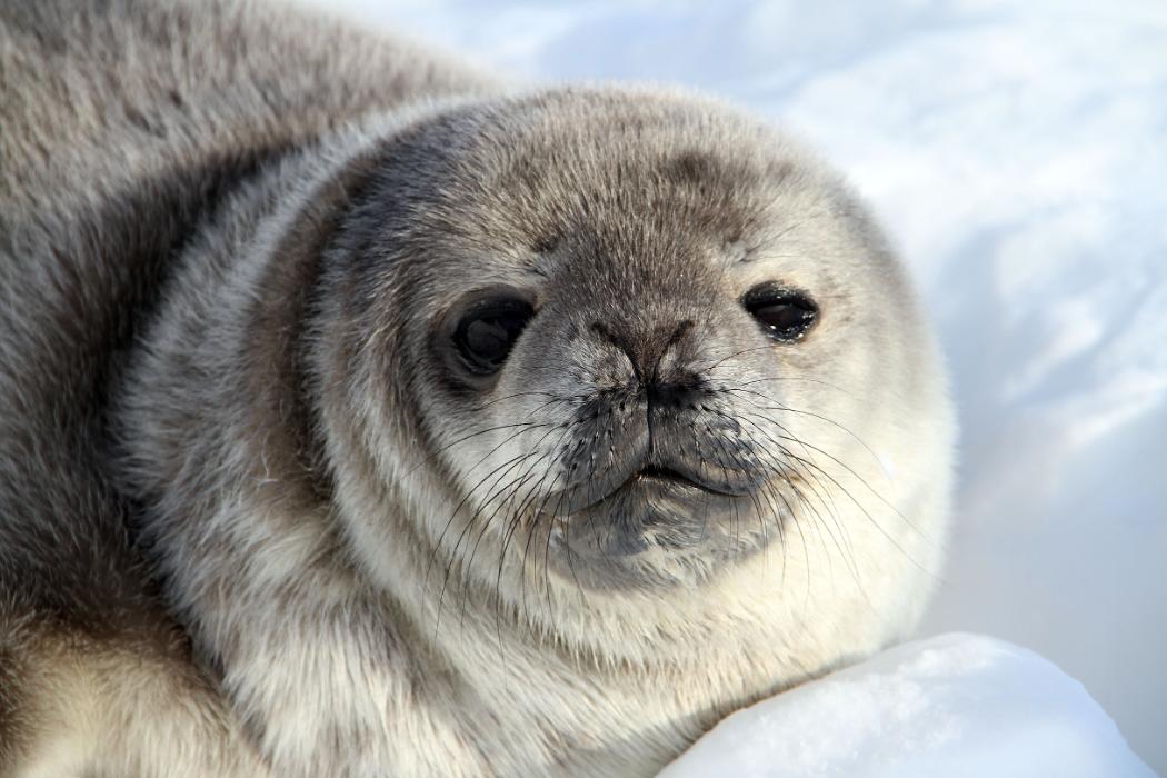 A young Weddell seal, photographed in Antarctica by the principal investigator of the study on Antarctic seals, Dr Michelle LaRue. Photo credit: Dr Michelle LaRue/UC