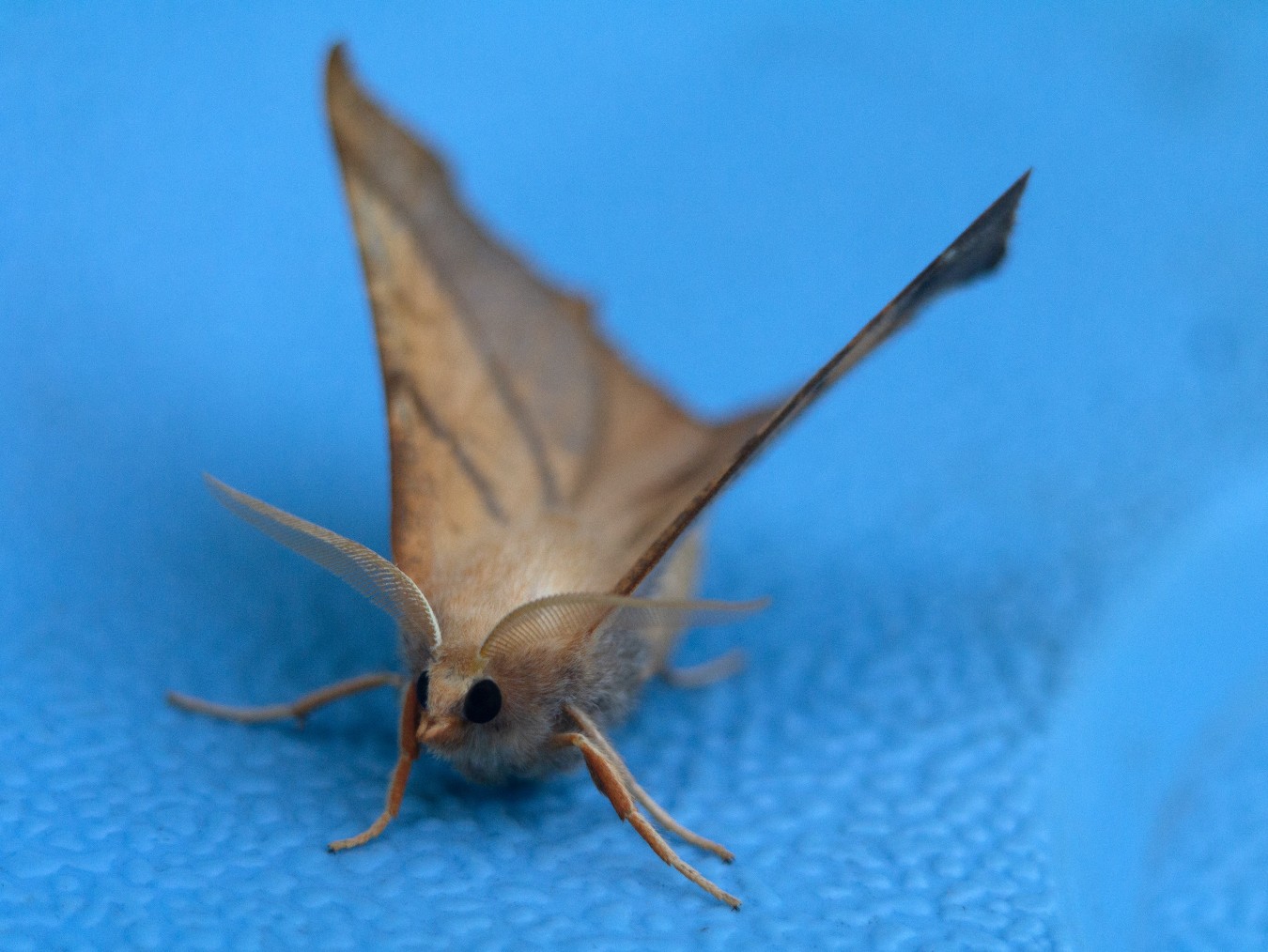 The fall armyworm invasion is fierce this year – and scientists are ...