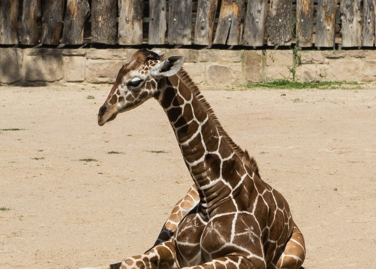 Generic photo of a giraffe calf. Image by raving666 from Pixabay