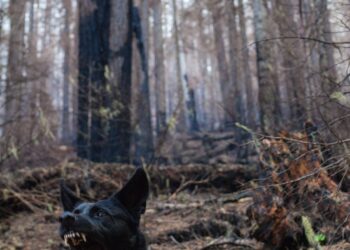 Photo by Nick Bolton on Unsplash