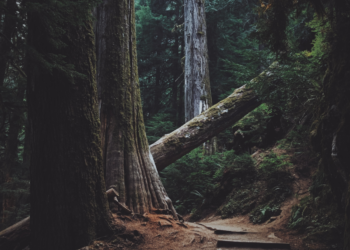 Photo by Jeff Finley on Unsplash