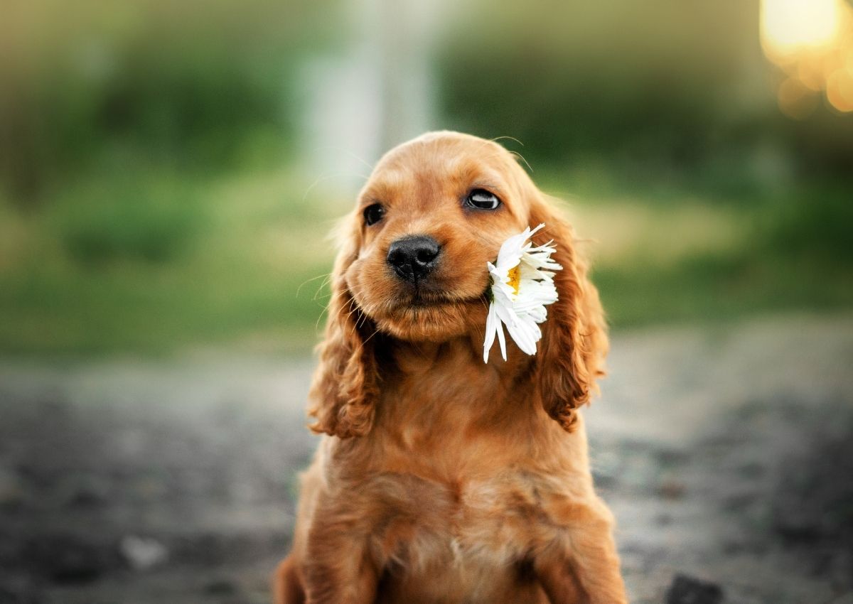 Dog Guide: 7 Best Tips and Tricks for First-time Puppy Owners