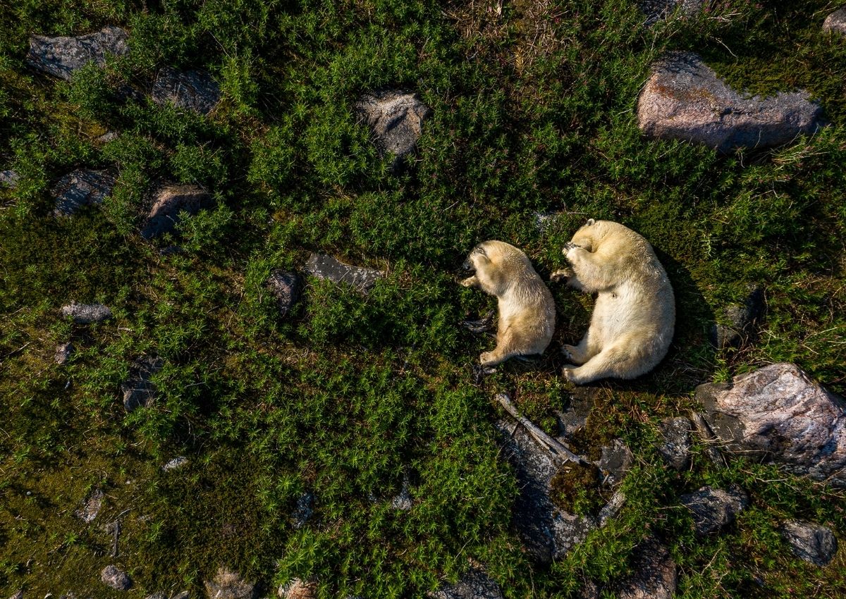 Wildlife Photographer of the Year Winners Announced