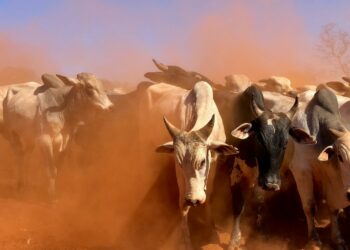 Photo by Juliana Amorim on Unsplash