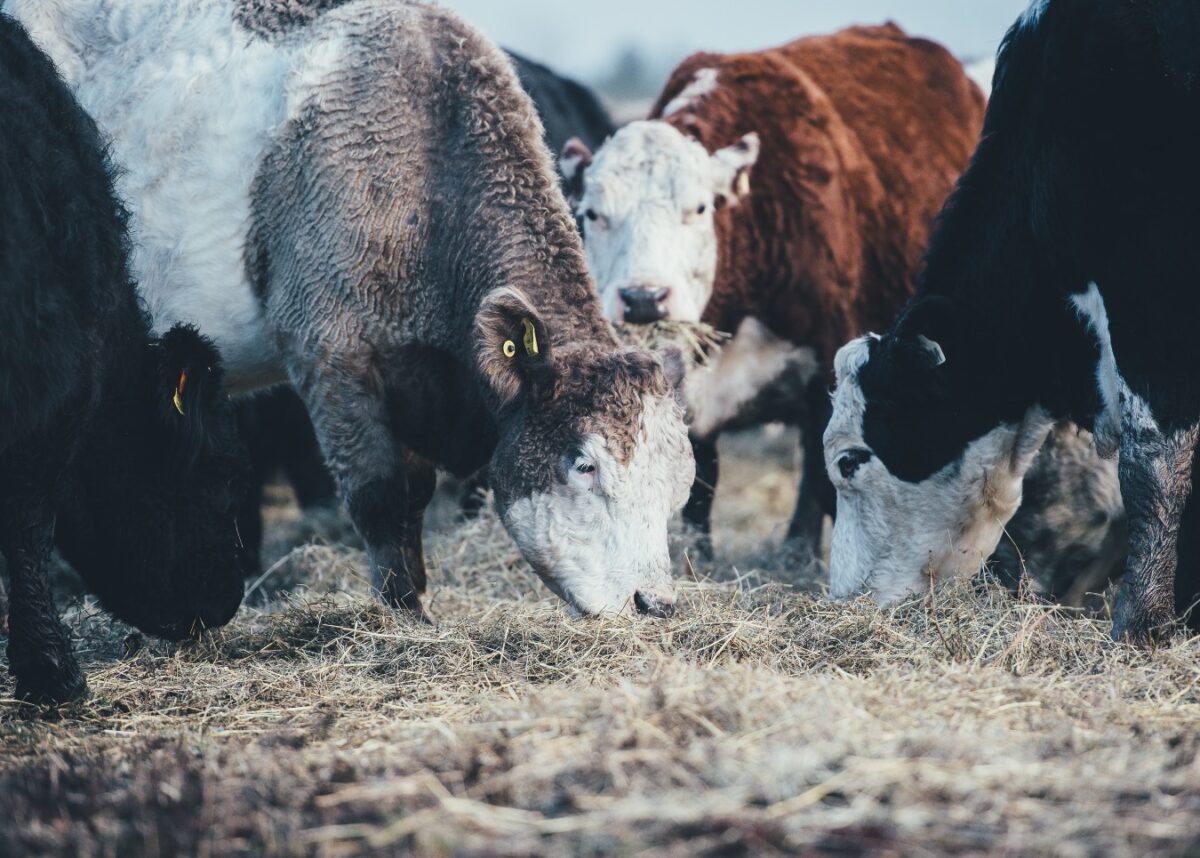 Photo by Annie Spratt on Unsplash