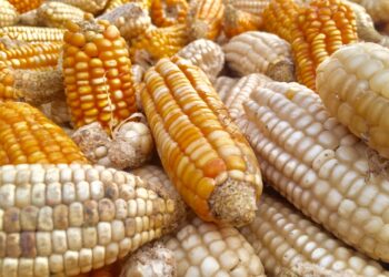 Photo by Samuel Agyeman-Duah on Unsplash