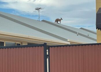 Kangaroo Stuck On Melbourne Roof Raises Eyebrows