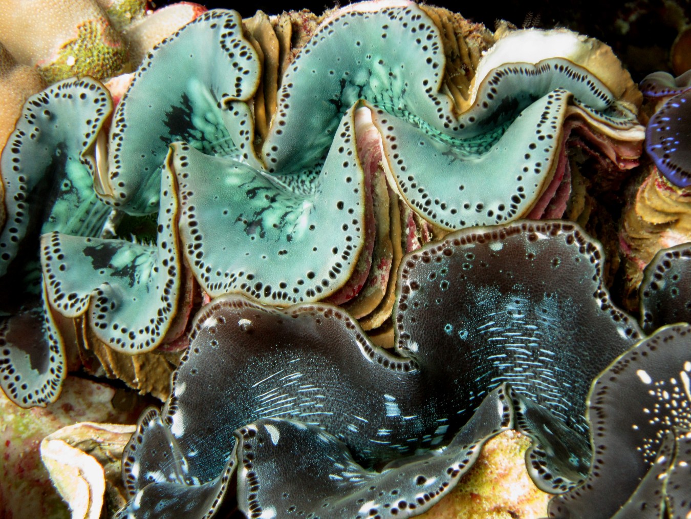 Our iconic giant clams face new threats from warmer waters and acidic