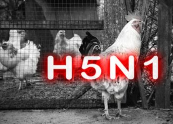 Avian Flu: First Recent Human Case Detected In The UK