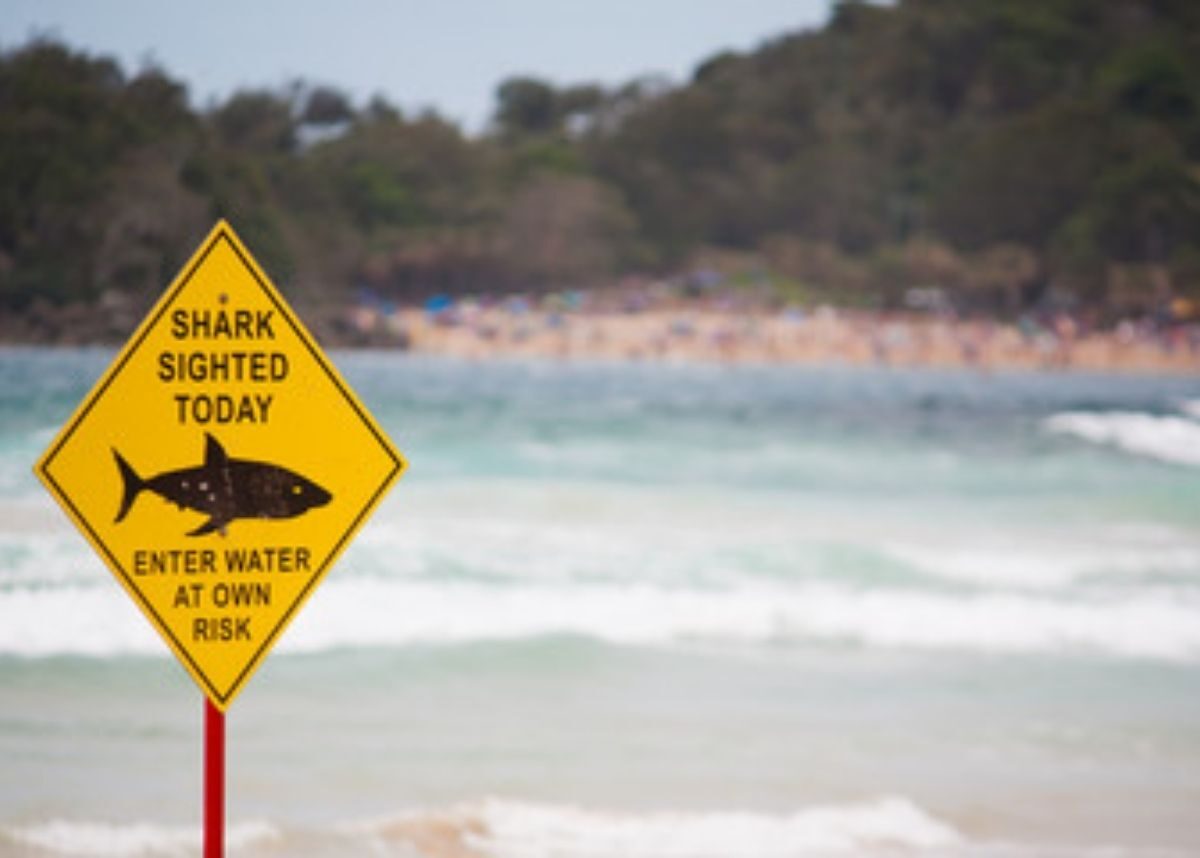 Malabar magic ocean swim canceled after Simon Nellist shark attack