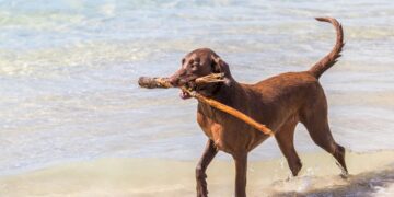 NRMA welcomes dogs at four NSW South Coast Holiday Parks