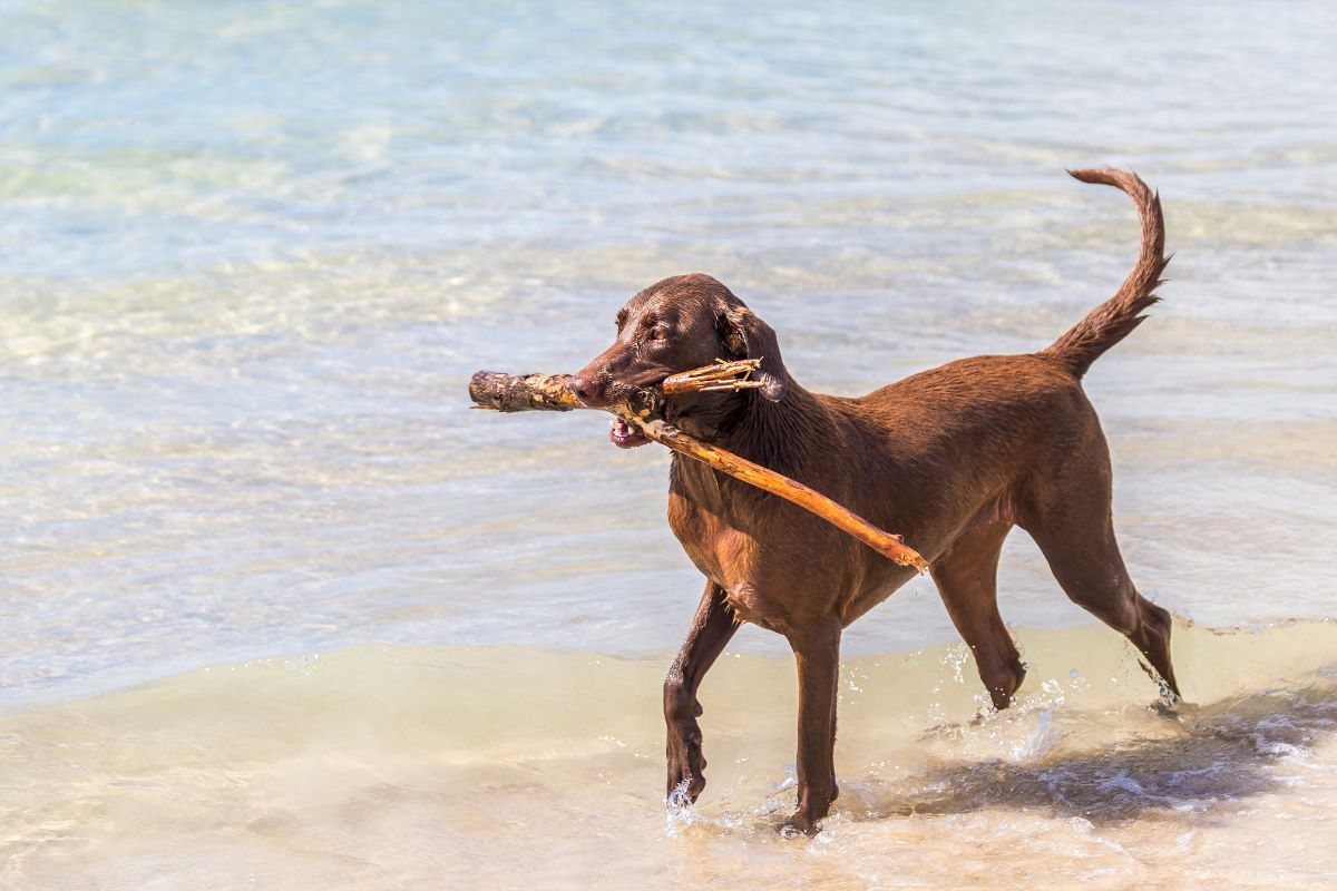 NRMA welcomes dogs at four NSW South Coast Holiday Parks